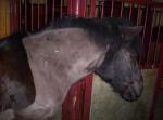 chevaux/ami(e)s